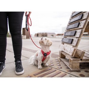 Harnais pour bouledogue français Comfort Walk Go™ Dog Copenhagen
