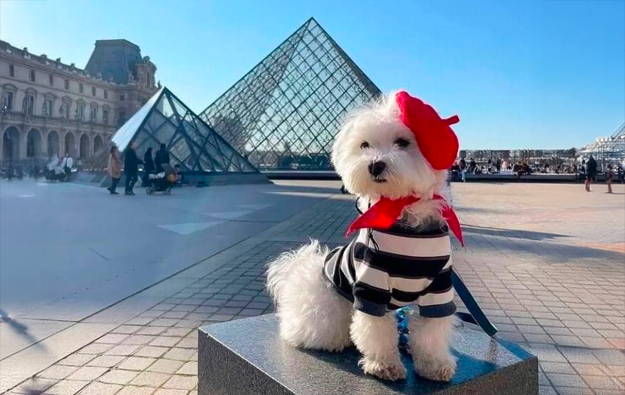 Les lieux dog friendly de Paris : la capitale à hauteur de truffe ?