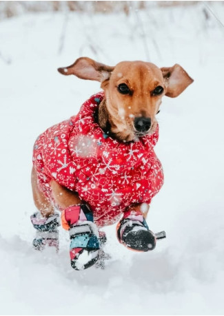 Protéger son chien du froid : 